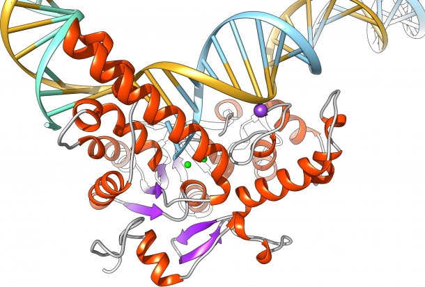 Human exonuclease 1 protein